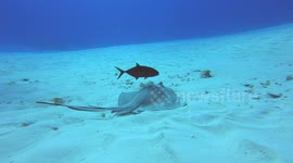 Stingray and fish become friends while foraging off Mexican coast