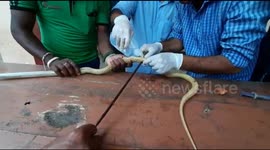 Indian vets battle to save cobra pierced with spear by terrified villager