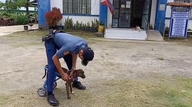 Disabled stray dog can finally walk again thanks to kind policemen who made her a wheelchair