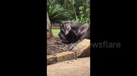 Large dog unexpectedly becomes friends with baby bird