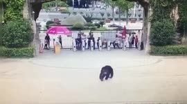 Police catch runaway chimpanzee who escaped from its enclosure in Chinese zoo