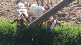 Dogs alert farmer to baby goats with heads stuck in fence
