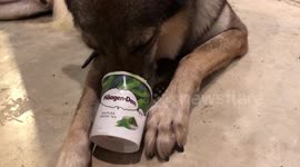 Wolf eating Häagen-Dazs green tea ice cream