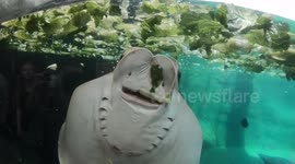 Stingray Eating Lettuce Raw Video