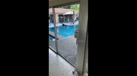 Bear cooling off in swimming pool
