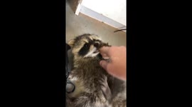 Baby raccoon playing