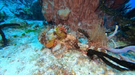 Scorpion Fish