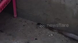 Cobra Caught In Family's Toilet
