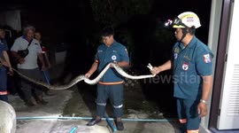 Python caught hiding in bathroom of Thai family home