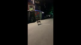 Zebra Dog Seen In The Philippines