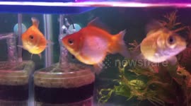 Pearl scale goldfish