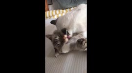 Cats cuddling each other