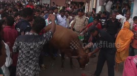 Stubborn bull wanders into crowd during Indian religious festival
