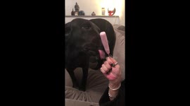My dog loves an ice lolly