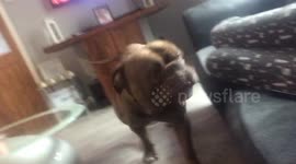 Snorting cute puppy greets owner after having a nap