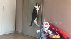 Clever cat works out how to open the door