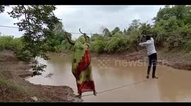 Indian villagers risks their lives walking on rope above river to reach farmland