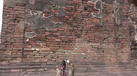 Cheeky monkeys take over my camera and eat my tripod, at Lopburi, Thailand.