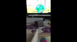 Adorable dachshund puppy does great turtle impersonation