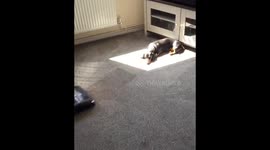 I thought dogs were supposed to be afraid of hoovers?!