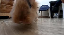 An unbelievable fall of a playful rabbit