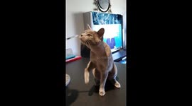 Miss Lunahtics loves her meds! It's only anti-inflammatories I swear!