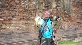 Monkey business as horde of simians swarm photographer in Thailand