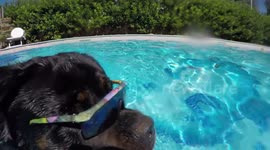 Dog swimming with sunglasses