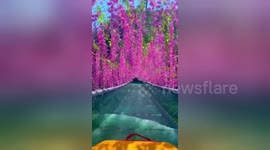 Glass water slide in China allows tourists to float down under beautiful hanging flowers