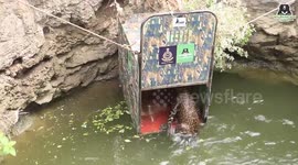 Drowning leopard jumps into wooden cage during rescue operation in India