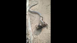 Snake Catches Frog Which Can't Hop Away