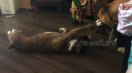 Boxer pulled by a mastiff