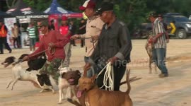 THE FASTEST DOG RUNNING IN PEKANBARU CITY / RIAU PROVINCE