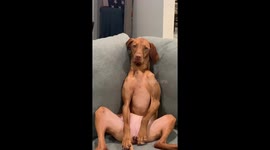 Cosy dog casually chills out on couch like a human