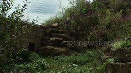 Beautiful snow leopard at Twycross Zoo