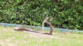 Two risqué snakes caught mating in broad daylight at Thai park
