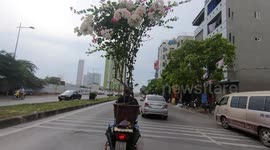 Man driving a motorbike carrying a 3 meter tall potted plant moves quickly on the road