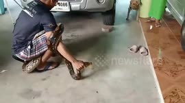 Aggressive python found in car engine launches attack on rescuer