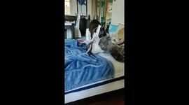 Lola doesn't like clones
