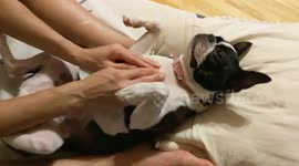 Puppy massage