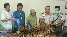 Indonesian government officials intercept package containing tiger skin at airport