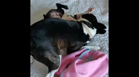 Lola is a big sister now.