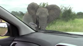 A battle for territory! 'Angry' elephants warn tourists' vehicles to stay off road in South Africa