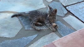 Cutest Greek kitten playing with a wine cork