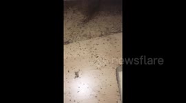 The Worst Bed Bug Infestation you will Ever See!