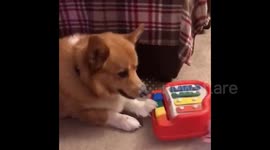 Adorable corgi jams out on a child's piano toy