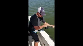 Blacktip Shark Catch