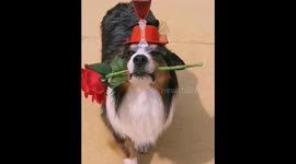 Romantic pup brings chalice of red wine and rose to owner