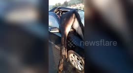 Car impaled by donkey after driver blinded by headlights in China's Inner Mongolia