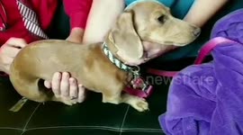 Meet the pampered pooch who has ACUPUNCTURE to help her dry eyes.